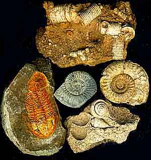 /user/Fossils.JPG